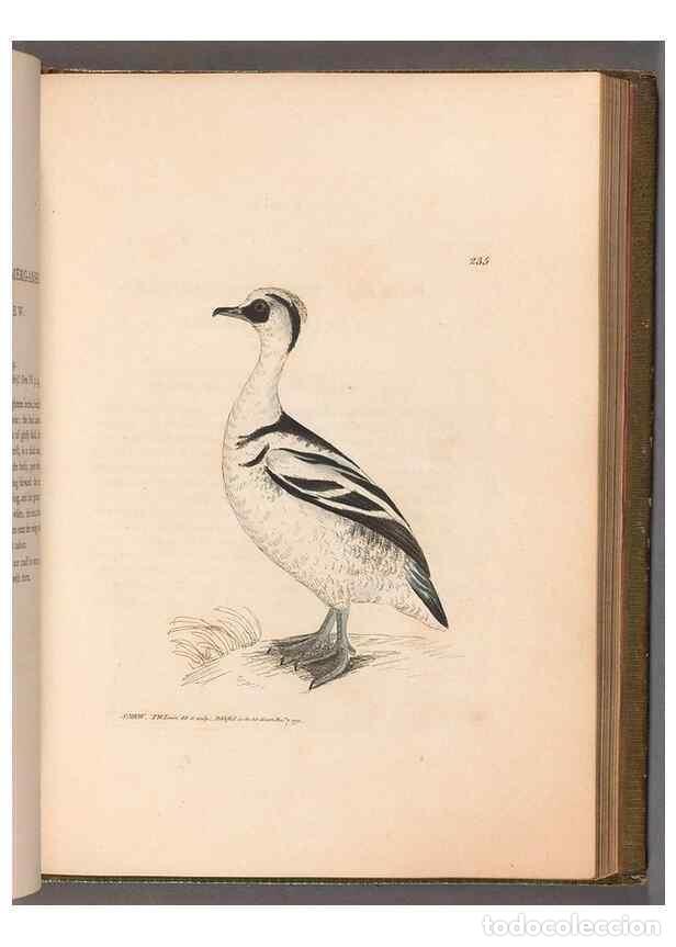 Collezionismo di Riviste e Giornali: Reproducci&oacute;n/Reproduction 49055441871: The birds of Great Britain,. 1795-1801.. - Lewin, William,