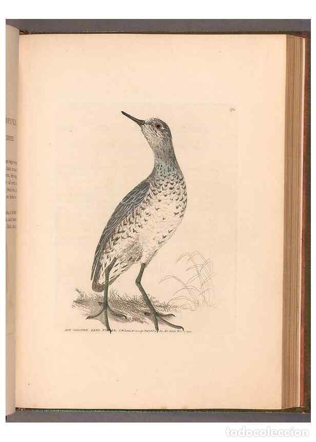 Collectionnisme de Revues et Journaux: Reproducci&oacute;n/Reproduction 49055314276: The birds of Great Britain,. 1795-1801.. - Lewin, William,