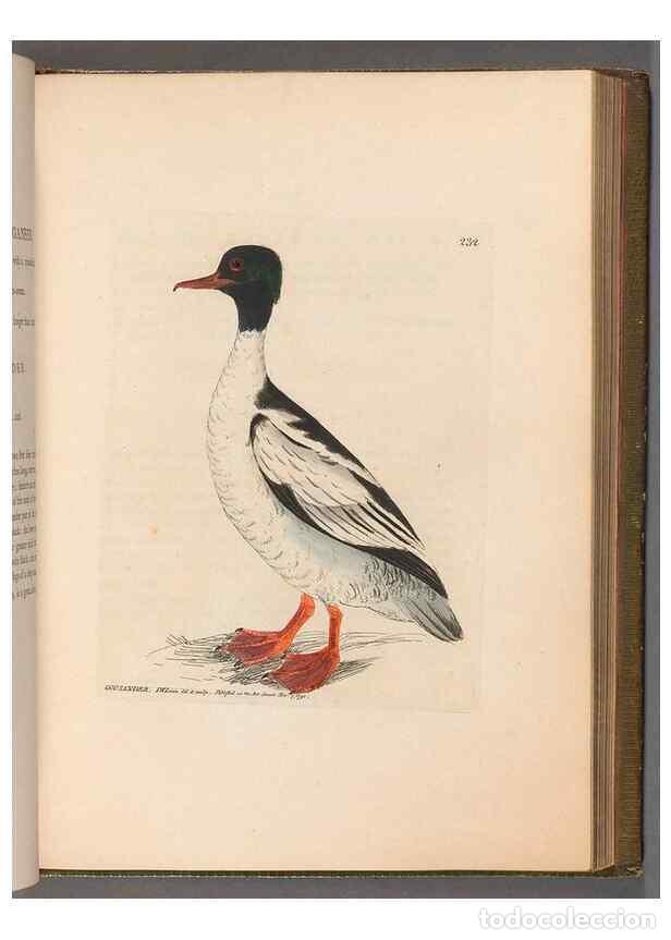 Collection Magazines and Newspapers: Reproducci&oacute;n/Reproduction 49055653197: The birds of Great Britain,. 1795-1801.. - Lewin, William,