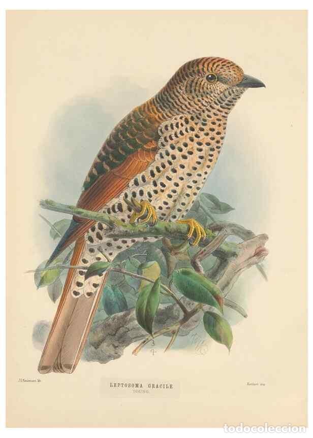 Sammeln von Zeitschriften und Zeitungen: Reproducci&oacute;n/Reproduction 48706594972: A monograph of the Coraciidae, or family of the rollers.. Ken