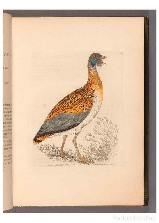 Collection Magazines and Newspapers: Reproducci&oacute;n/Reproduction 49055489282: The birds of Great Britain,. 1795-1801.. - Lewin, William,