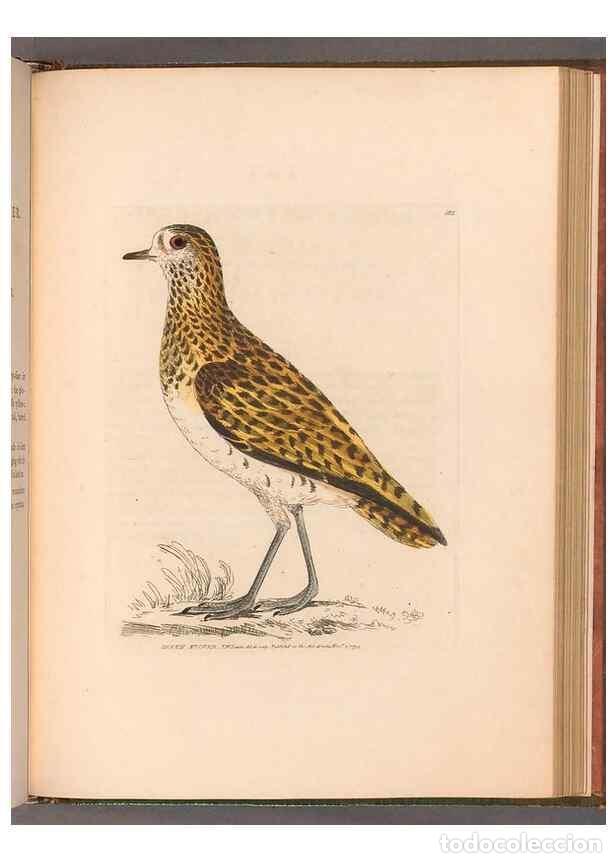 Collectionnisme de Revues et Journaux: Reproducci&oacute;n/Reproduction 49055529337: The birds of Great Britain,. 1795-1801.. - Lewin, William,