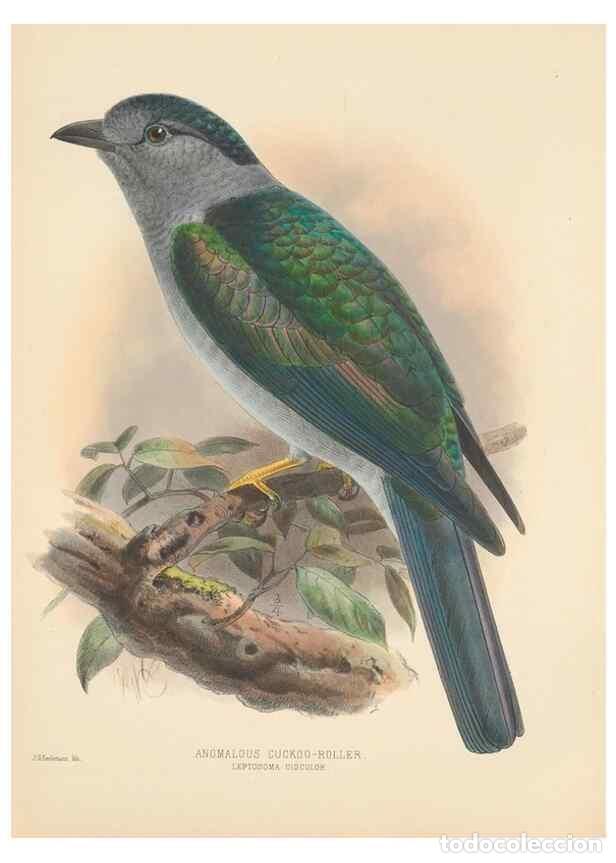 Sammeln von Zeitschriften und Zeitungen: Reproducci&oacute;n/Reproduction 48706093278: A monograph of the Coraciidae, or family of the rollers.. Ken