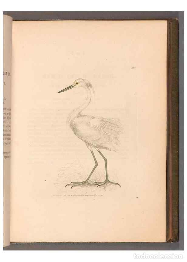 Colecionismo de Revistas e Jornais: Reproducci&oacute;n/Reproduction 49055279186: The birds of Great Britain,. 1795-1801.. - Lewin, William,
