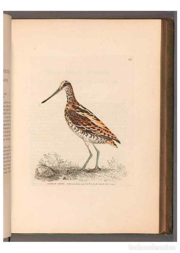 Collection Magazines and Newspapers: Reproducci&oacute;n/Reproduction 49055495062: The birds of Great Britain,. 1795-1801.. - Lewin, William,