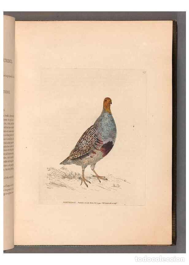 Sammeln von Zeitschriften und Zeitungen: Reproducci&oacute;n/Reproduction 49055488512: The birds of Great Britain,. 1795-1801.. - Lewin, William,