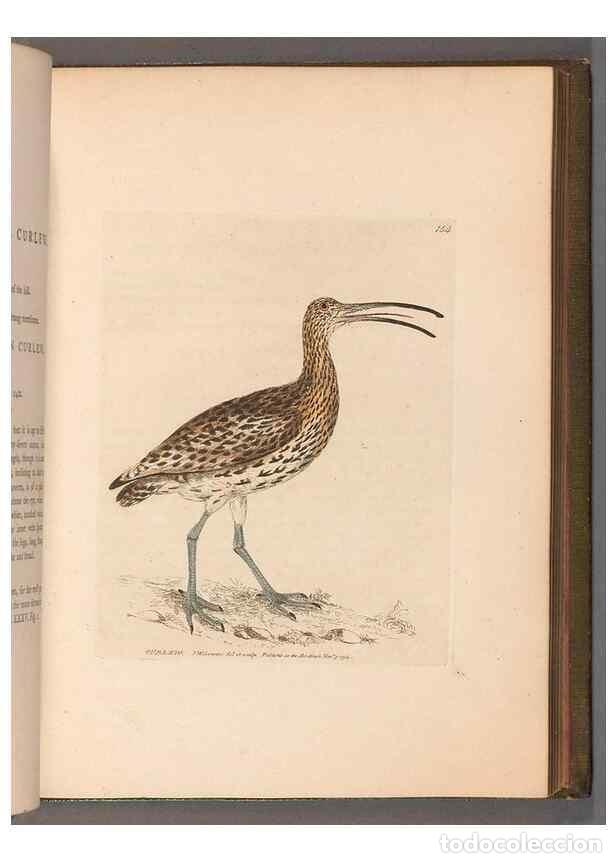 Collection Magazines and Newspapers: Reproducci&oacute;n/Reproduction 49055493732: The birds of Great Britain,. 1795-1801.. - Lewin, William,