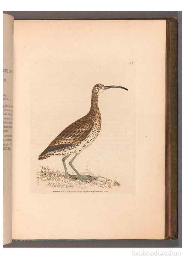 Colecionismo de Revistas e Jornais: Reproducci&oacute;n/Reproduction 49055493997: The birds of Great Britain,. 1795-1801.. - Lewin, William,