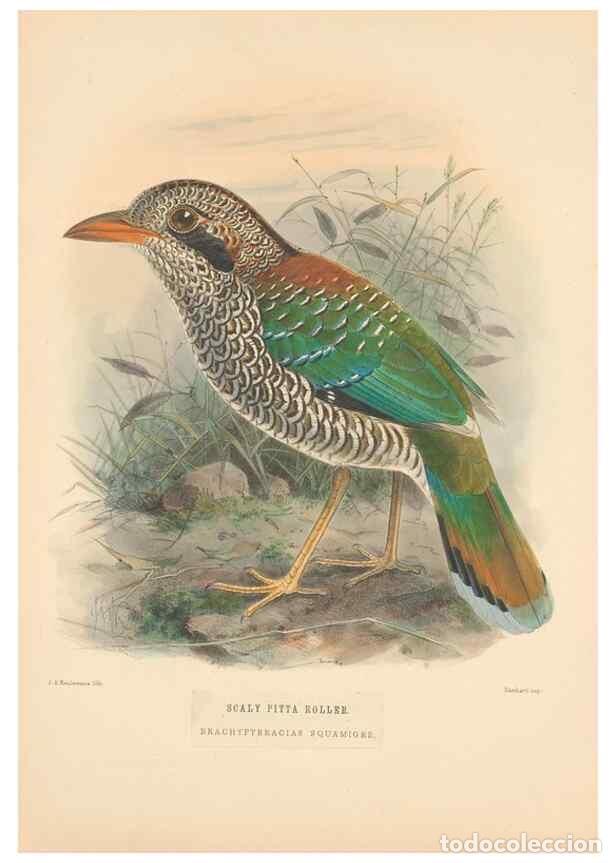 Coleccionismo de Revistas y Peri&oacute;dicos: Reproducci&oacute;n/Reproduction 48706592997: A monograph of the Coraciidae, or family of the rollers.. Ken