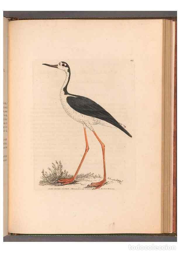 Sammeln von Zeitschriften und Zeitungen: Reproducci&oacute;n/Reproduction 49054801648: The birds of Great Britain,. 1795-1801.. - Lewin, William,