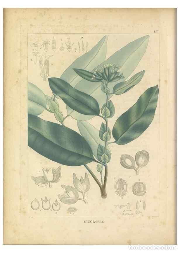 Coleccionismo de revistas y peri&oacute;dicos: Reproducci&oacute;n/Reproduction 49121630441: Histoire des v&eacute;g&eacute;taux recueilles dans les isles australes d'A