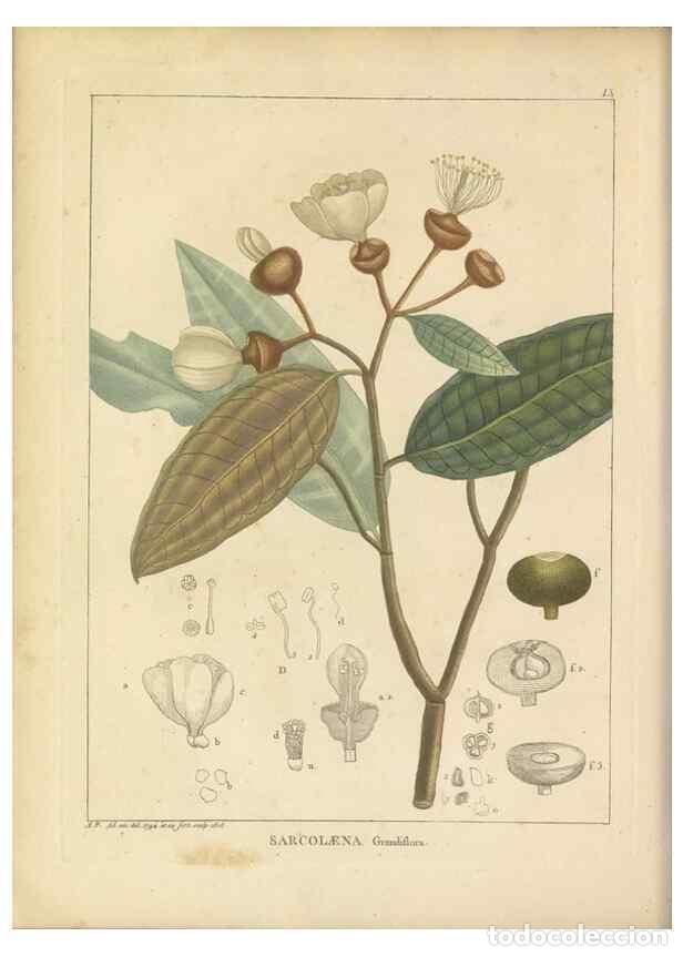 Coleccionismo de revistas y peri&oacute;dicos: Reproducci&oacute;n/Reproduction 49121821482: Histoire des v&eacute;g&eacute;taux recueilles dans les isles australes d'A