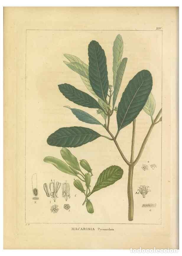 Coleccionismo de revistas y peri&oacute;dicos: Reproducci&oacute;n/Reproduction 49121823487: Histoire des v&eacute;g&eacute;taux recueilles dans les isles australes d'A