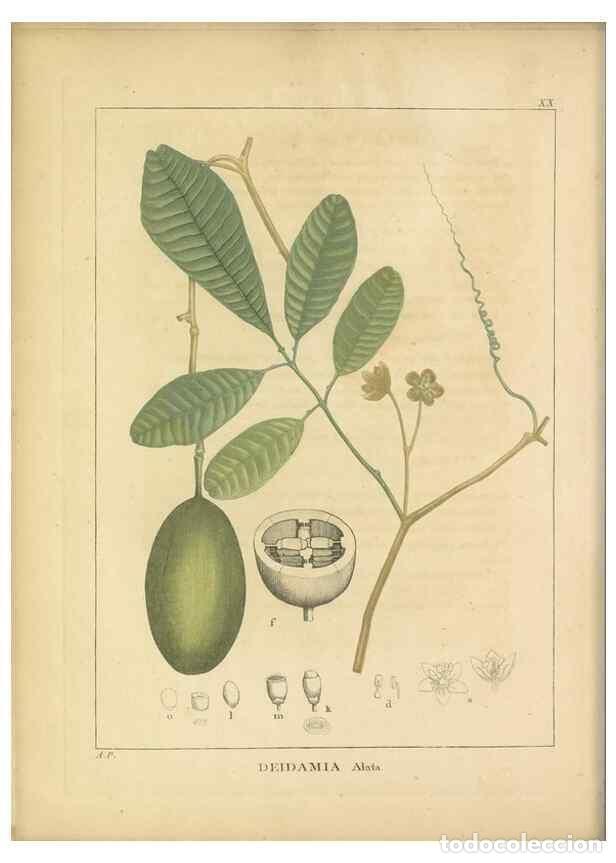 Coleccionismo de revistas y peri&oacute;dicos: Reproducci&oacute;n/Reproduction 49121825752: Histoire des v&eacute;g&eacute;taux recueilles dans les isles australes d'A