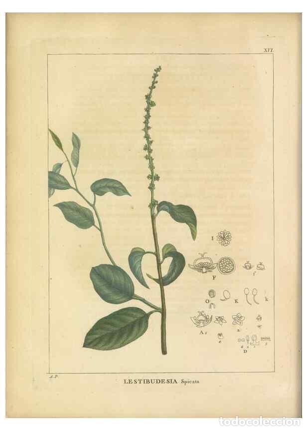 Coleccionismo de revistas y peri&oacute;dicos: Reproducci&oacute;n/Reproduction 49121635151: Histoire des v&eacute;g&eacute;taux recueilles dans les isles australes d'A