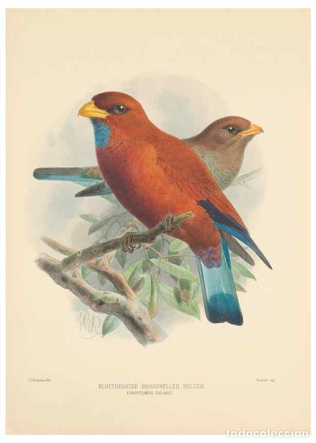 Collection Magazines and Newspapers: Reproducci&oacute;n/Reproduction 48706088653: A monograph of the Coraciidae, or family of the rollers.. Ken