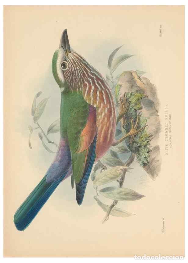 Collectionnisme de Revues et Journaux: Reproducci&oacute;n/Reproduction 48706086803: A monograph of the Coraciidae, or family of the rollers.. Ken