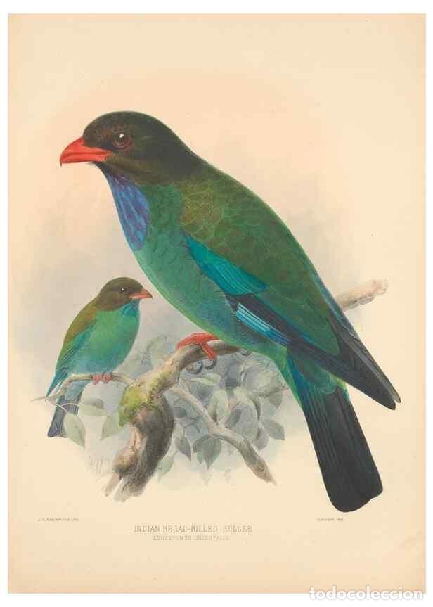 Collection Magazines and Newspapers: Reproducci&oacute;n/Reproduction 48706424196: A monograph of the Coraciidae, or family of the rollers.. Ken