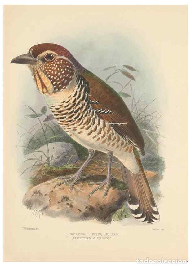 Coleccionismo de Revistas y Peri&oacute;dicos: Reproducci&oacute;n/Reproduction 48706592592: A monograph of the Coraciidae, or family of the rollers.. Ken