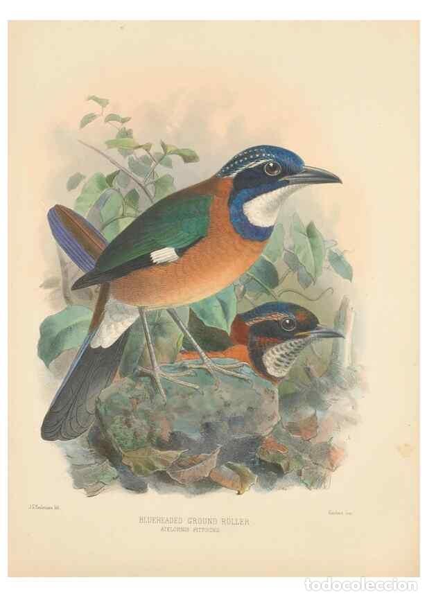Collection Magazines and Newspapers: Reproducci&oacute;n/Reproduction 48706593397: A monograph of the Coraciidae, or family of the rollers.. Ken