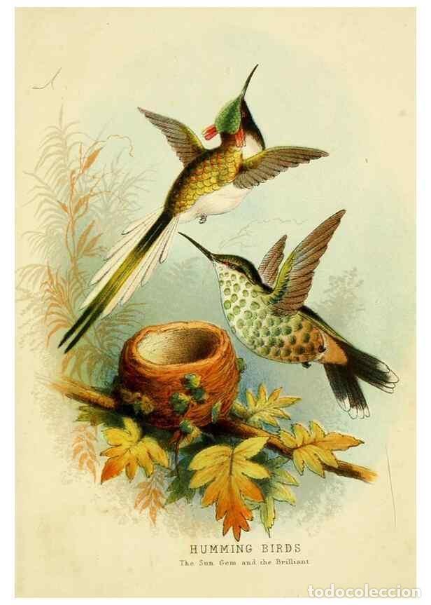 Sammeln von Zeitschriften und Zeitungen: Reproducci&oacute;n/Reproduction 48683795433: Humming-birds,. London ;T. Nelson,1874.. - Kirby, Mary,