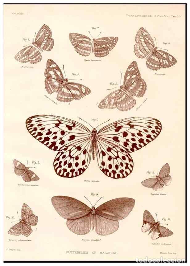 Coleccionismo de revistas y peri&oacute;dicos: Reproducci&oacute;n/Reproduction 47951146828: The butterflies of Malacca /. London :The Society,1879.. - Bu