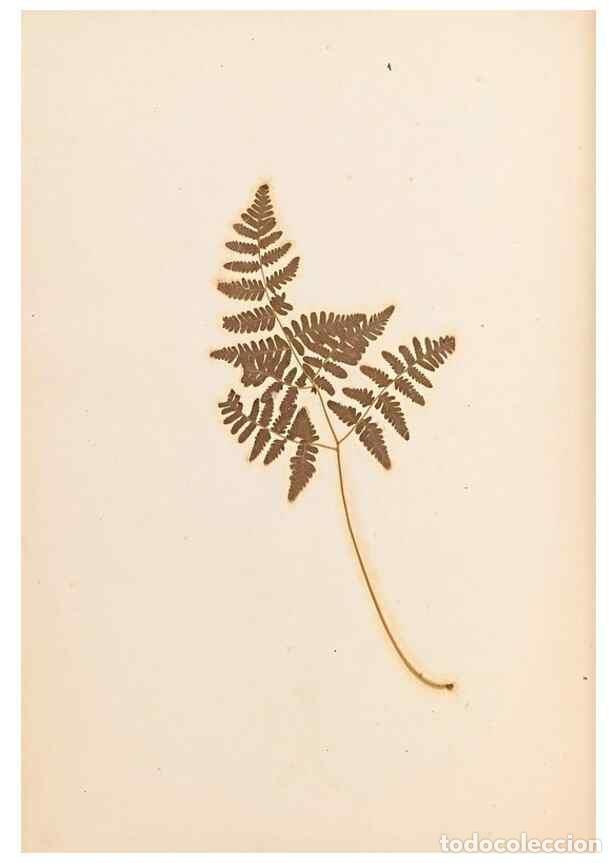 Colecionismo de Revistas e Jornais: Reproducci&oacute;n/Reproduction 33963712168: The ferns of Wales.. Heath,T. Thomas,1856.. - Young, Edward.