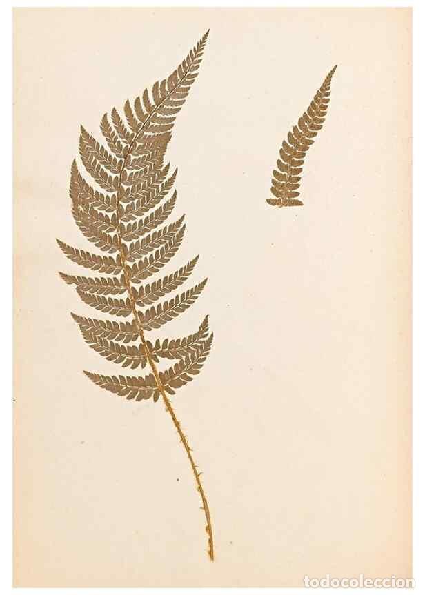 Collectionnisme de Revues et Journaux: Reproducci&oacute;n/Reproduction 47841100461: The ferns of Wales.. Heath,T. Thomas,1856.. - Young, Edward.
