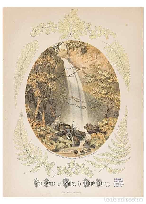 Colecionismo de Revistas e Jornais: Reproducci&oacute;n/Reproduction 47788954262: The ferns of Wales.. Heath,T. Thomas,1856.. - Young, Edward.