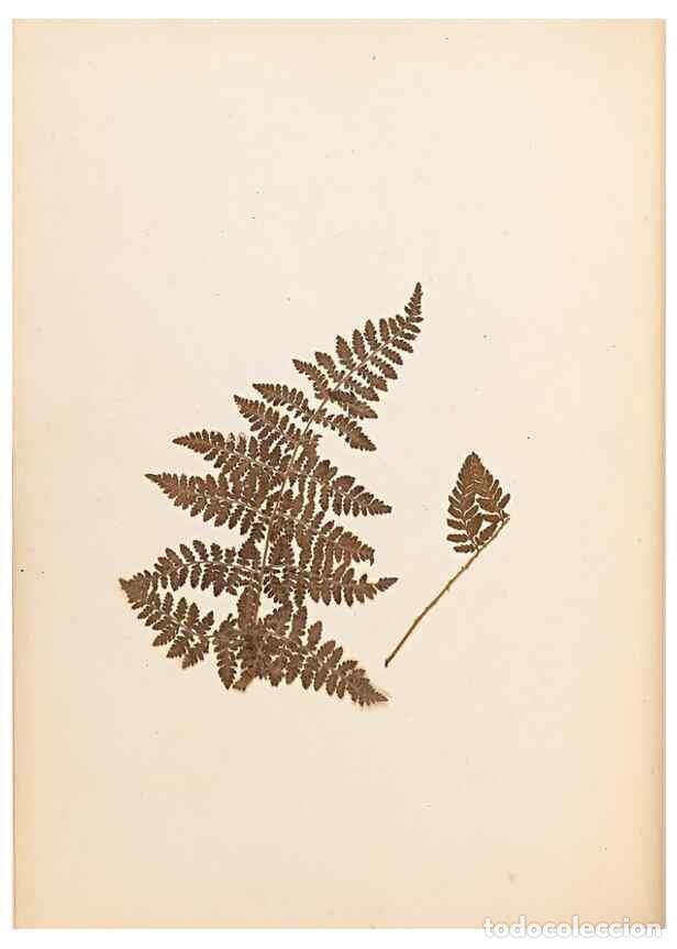 Colecionismo de Revistas e Jornais: Reproducci&oacute;n/Reproduction 33963718848: The ferns of Wales.. Heath,T. Thomas,1856.. - Young, Edward.