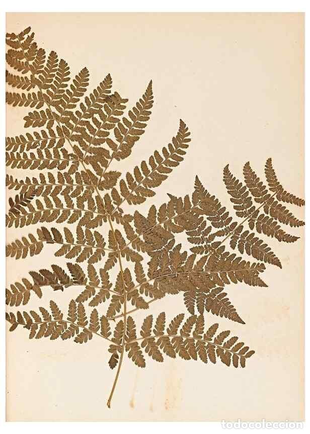 Collectionnisme de Revues et Journaux: Reproducci&oacute;n/Reproduction 47051473214: The ferns of Wales.. Heath,T. Thomas,1856.. - Young, Edward.