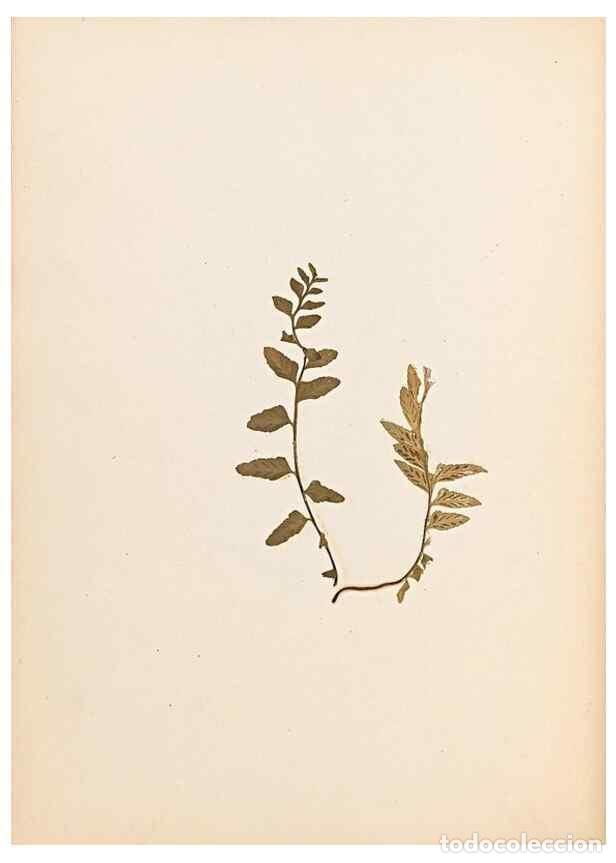 Sammeln von Zeitschriften und Zeitungen: Reproducci&oacute;n/Reproduction 40874336253: The ferns of Wales.. Heath,T. Thomas,1856.. - Young, Edward.