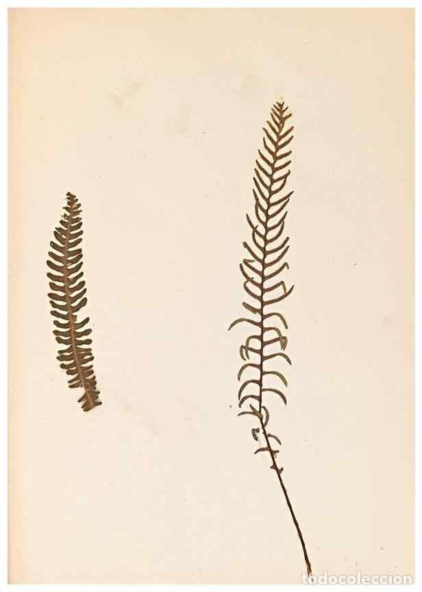 Sammeln von Zeitschriften und Zeitungen: Reproducci&oacute;n/Reproduction 40874338333: The ferns of Wales.. Heath,T. Thomas,1856.. - Young, Edward.