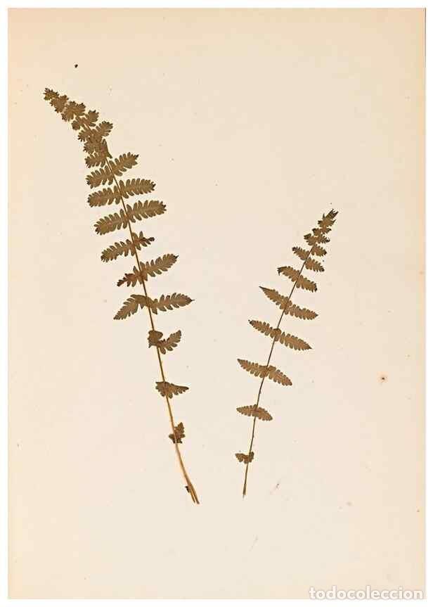 Collectionnisme de Revues et Journaux: Reproducci&oacute;n/Reproduction 46924765195: The ferns of Wales.. Heath,T. Thomas,1856.. - Young, Edward.