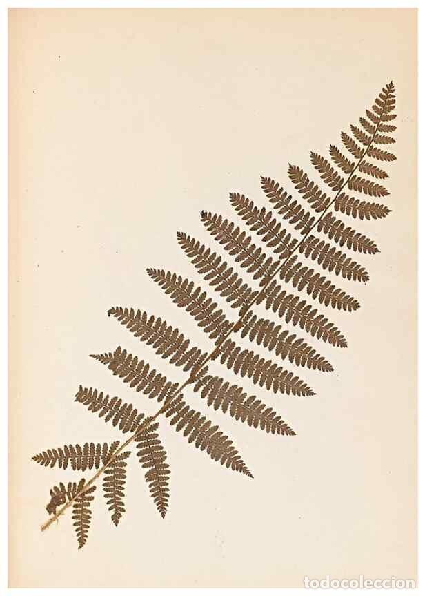 Sammeln von Zeitschriften und Zeitungen: Reproducci&oacute;n/Reproduction 40874337393: The ferns of Wales.. Heath,T. Thomas,1856.. - Young, Edward.