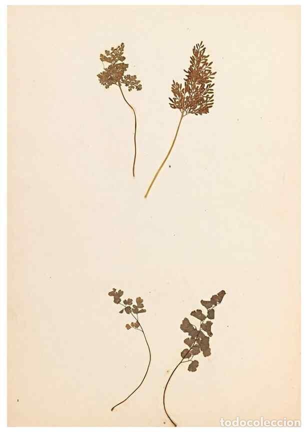 Collectionnisme de Revues et Journaux: Reproducci&oacute;n/Reproduction 33963725438: The ferns of Wales.. Heath,T. Thomas,1856.. - Young, Edward.