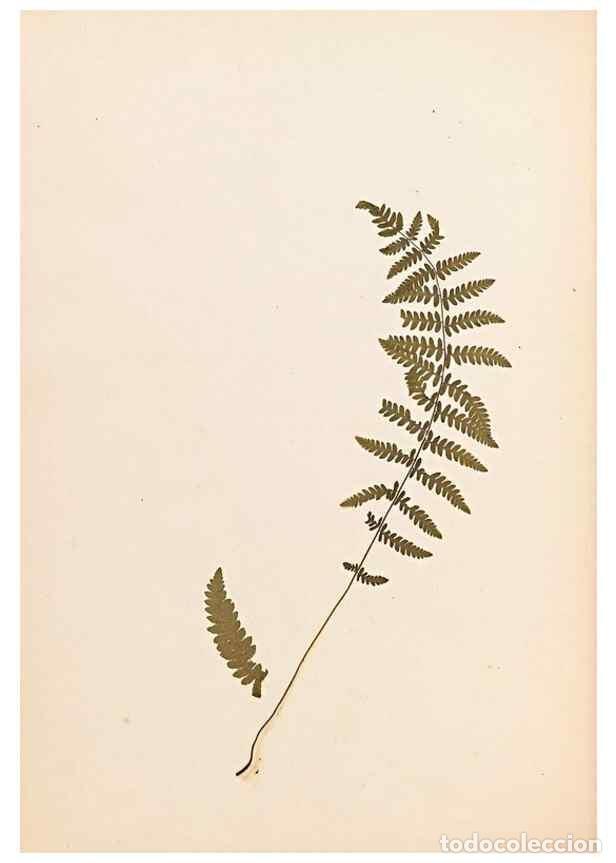 Sammeln von Zeitschriften und Zeitungen: Reproducci&oacute;n/Reproduction 32897128567: The ferns of Wales.. Heath,T. Thomas,1856.. - Young, Edward.