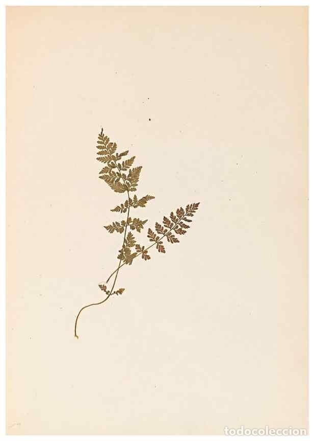 Sammeln von Zeitschriften und Zeitungen: Reproducci&oacute;n/Reproduction 32897132127: The ferns of Wales.. Heath,T. Thomas,1856.. - Young, Edward.