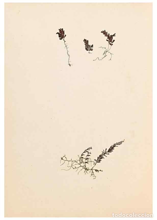 Colecionismo de Revistas e Jornais: Reproducci&oacute;n/Reproduction 47788967342: The ferns of Wales.. Heath,T. Thomas,1856.. - Young, Edward.