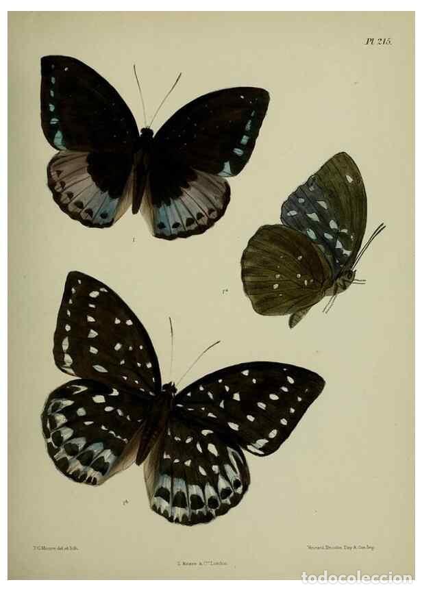 Collezionismo di Riviste e Giornali: Reproducci&oacute;n/Reproduction 27247895728: Lepidoptera indica.. London,1890-1913.. - Moore, Frederic,