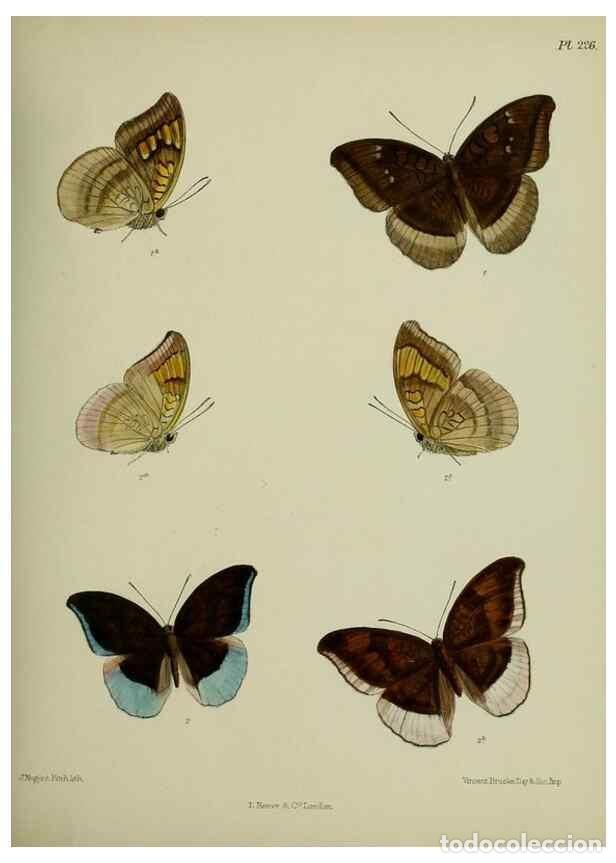 Collectionnisme de Revues et Journaux: Reproducci&oacute;n/Reproduction 41120762531: Lepidoptera indica.. London,1890-1913.. - Moore, Frederic,