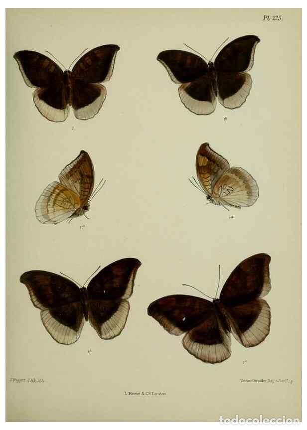 Colecionismo de Revistas e Jornais: Reproducci&oacute;n/Reproduction 27248018418: Lepidoptera indica.. London,1890-1913.. - Moore, Frederic,