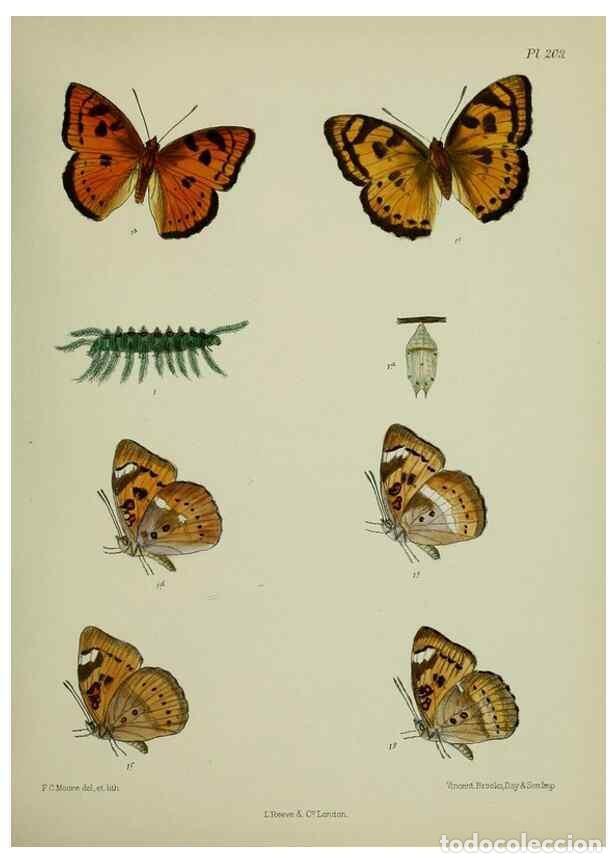 Collection Magazines and Newspapers: Reproducci&oacute;n/Reproduction 40410069944: Lepidoptera indica.. London,1890-1913.. - Moore, Frederic,