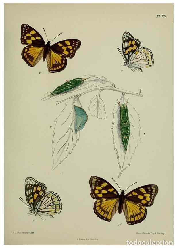 Sammeln von Zeitschriften und Zeitungen: Reproducci&oacute;n/Reproduction 40409981754: Lepidoptera indica.. London,1890-1913.. - Moore, Frederic,