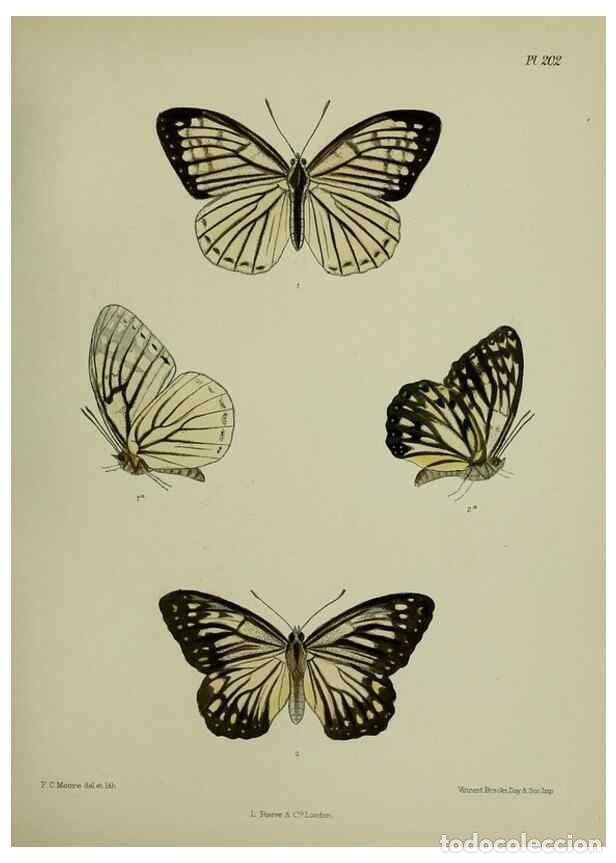 Coleccionismo de revistas y peri&oacute;dicos: Reproducci&oacute;n/Reproduction 40225954935: Lepidoptera indica.. London,1890-1913.. - Moore, Frederic,