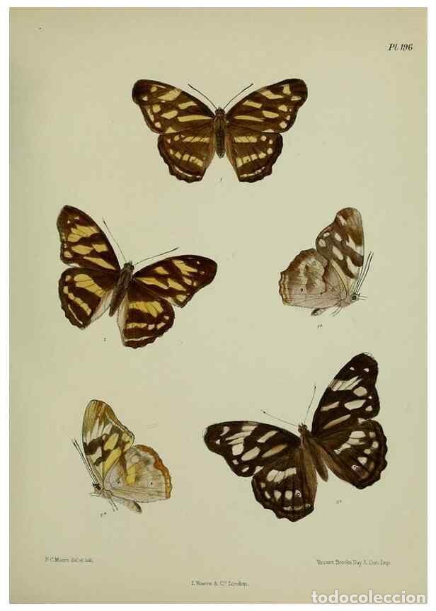 Collection Magazines and Newspapers: Reproducci&oacute;n/Reproduction 26249288657: Lepidoptera indica.. London,1890-1913.. - Moore, Frederic,