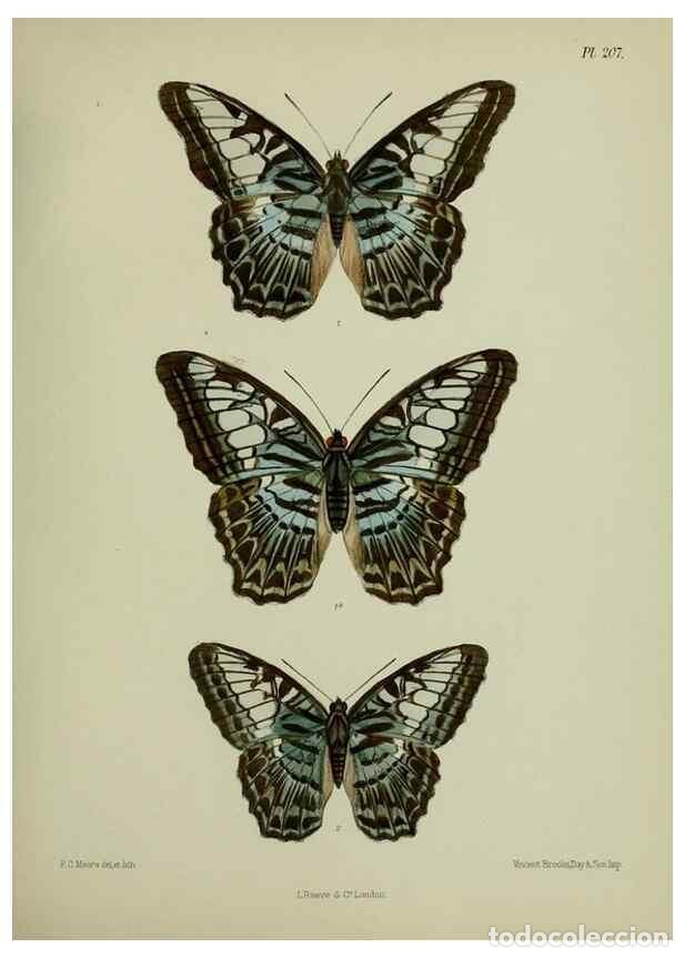 Collectionnisme de Revues et Journaux: Reproducci&oacute;n/Reproduction 41120613581: Lepidoptera indica.. London,1890-1913.. - Moore, Frederic,