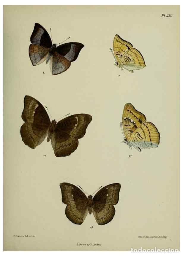 Collectionnisme de Revues et Journaux: Reproducci&oacute;n/Reproduction 40226161335: Lepidoptera indica.. London,1890-1913.. - Moore, Frederic,