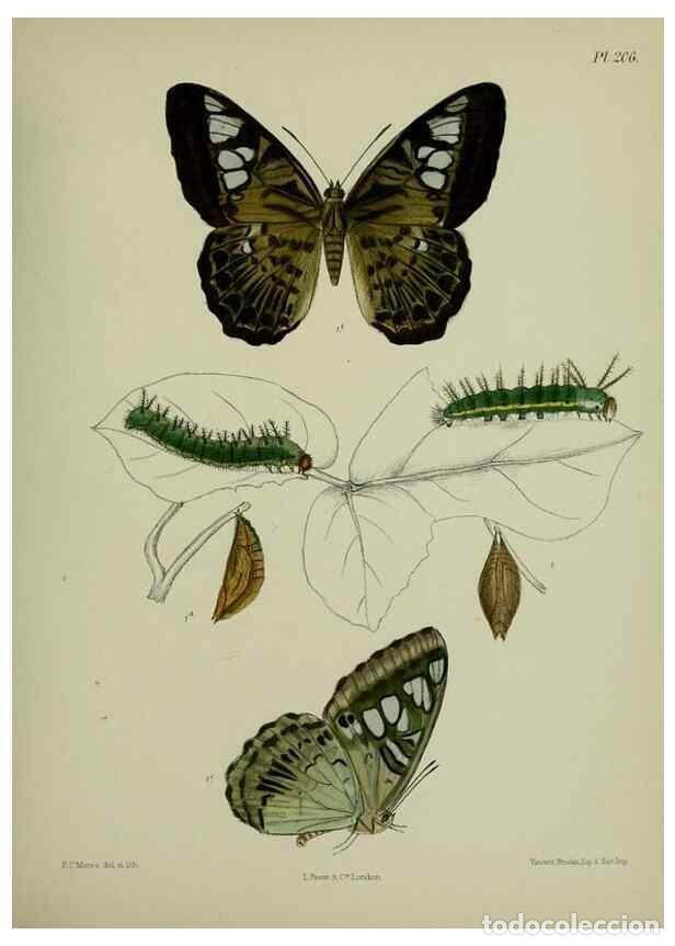 Colecionismo de Revistas e Jornais: Reproducci&oacute;n/Reproduction 40410064184: Lepidoptera indica.. London,1890-1913.. - Moore, Frederic,