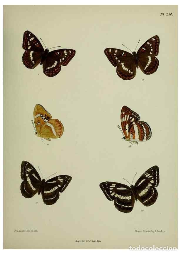 Collection Magazines and Newspapers: Reproducci&oacute;n/Reproduction 40410285474: Lepidoptera indica.. London,1890-1913.. - Moore, Frederic,